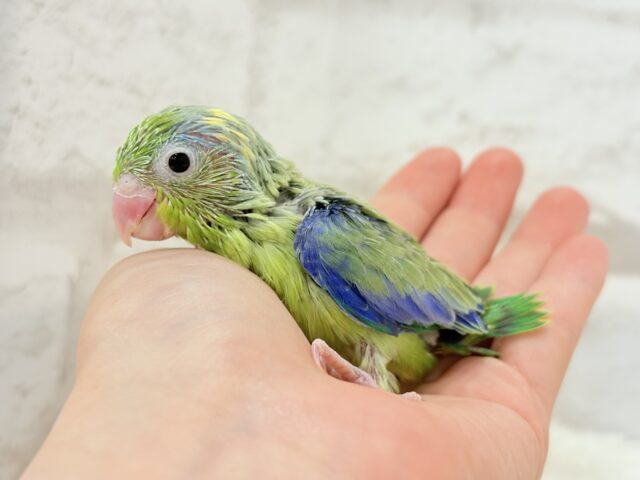 【最新画像更新🪄】僕にしかないトレードマーク🐣💚マメルリハ(パイド)男の子 ヒナ マメルリハ