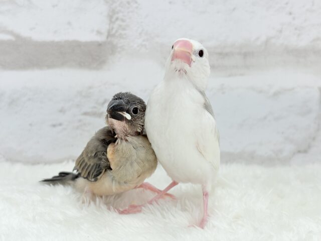 【動画更新🪄ひとり餌になりました☆】これから先の未来が楽しみ♬*° 桜文鳥 ヒナ 桜文鳥