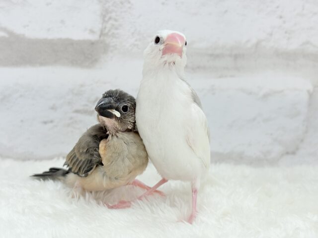 【動画更新🪄ひとり餌になりました☆】これから先の未来が楽しみ♬*° 桜文鳥 ヒナ 桜文鳥
