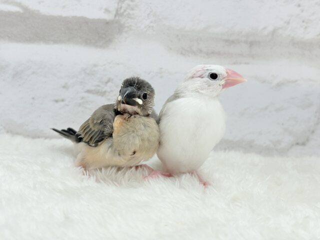 【動画更新🪄ひとり餌になりました☆】これから先の未来が楽しみ♬*° 桜文鳥 ヒナ 桜文鳥
