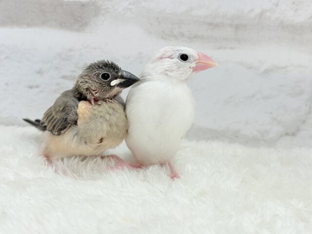 【動画更新🪄ひとり餌になりました☆】これから先の未来が楽しみ♬*° 桜文鳥 ヒナ 桜文鳥