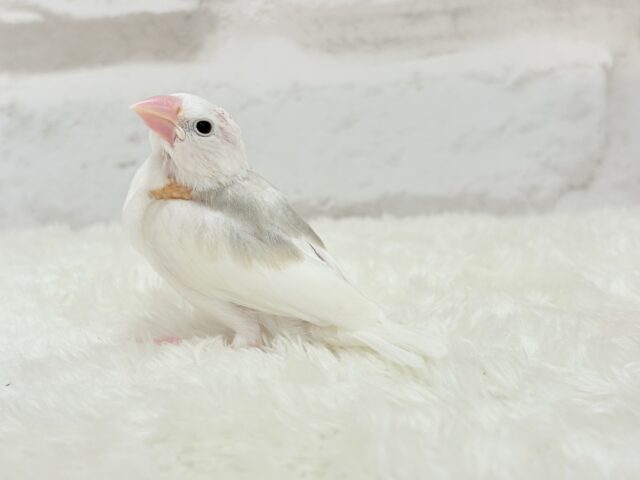 【最新画像更新🪄】1に食事、2に睡眠〜〜〜( ´-` ).。oO白文鳥 ヒナ 白文鳥