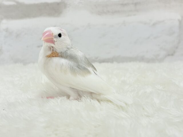 【最新画像更新🪄】1に食事、2に睡眠〜〜〜( ´-` ).。oO白文鳥 ヒナ 白文鳥