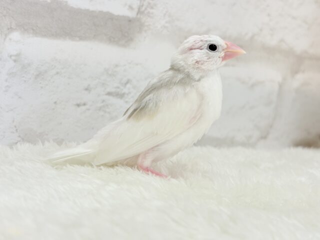 【最新画像更新🪄】1に食事、2に睡眠〜〜〜( ´-` ).。oO白文鳥 ヒナ 白文鳥