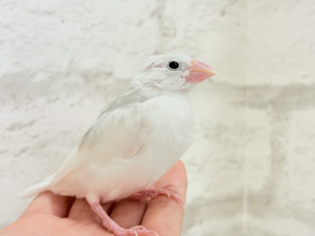【最新画像更新🪄】1に食事、2に睡眠〜〜〜( ´-` ).。oO白文鳥 ヒナ 白文鳥