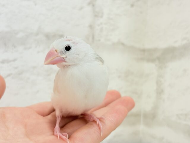 【最新画像更新🪄】1に食事、2に睡眠〜〜〜( ´-` ).。oO白文鳥 ヒナ 白文鳥
