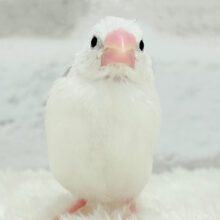 【最新画像更新🪄】1に食事、2に睡眠〜〜〜( ´-` ).｡oO白文鳥 ヒナ