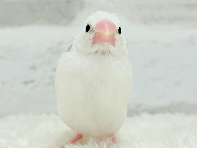 【最新画像更新🪄】1に食事、2に睡眠〜〜〜( ´-` ).。oO白文鳥 ヒナ 【最新画像更新🪄】1に食事、2に睡眠〜〜〜( ´-` ).。oO白文鳥 ヒナ