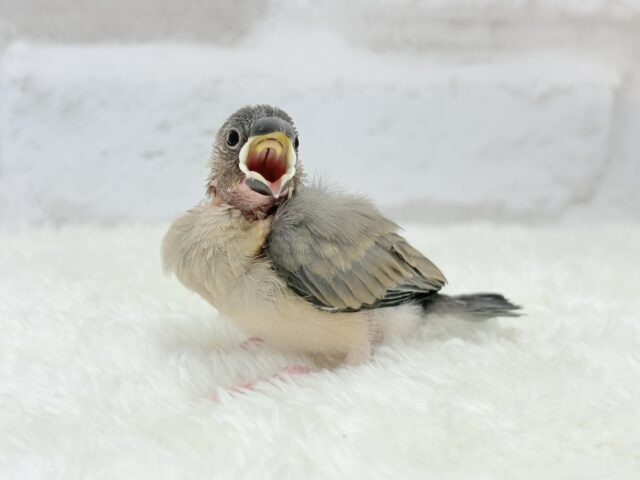 【動画更新🪄ひとり餌になりました☆】これから先の未来が楽しみ♬*° 桜文鳥 ヒナ 桜文鳥