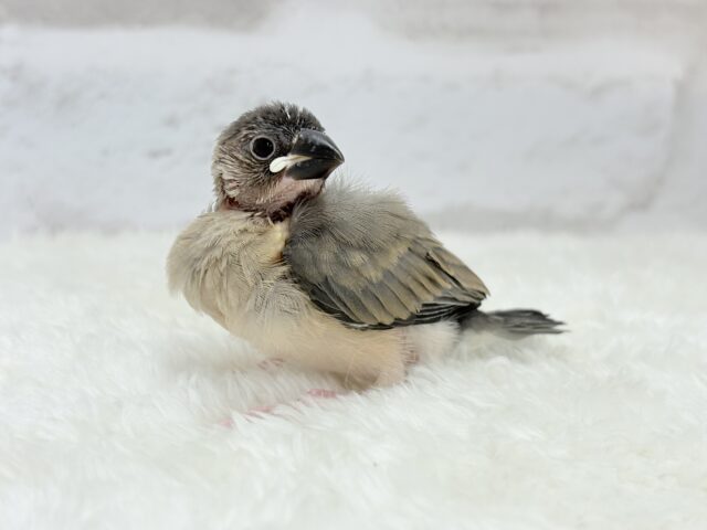 【動画更新🪄ひとり餌になりました☆】これから先の未来が楽しみ♬*° 桜文鳥 ヒナ 桜文鳥