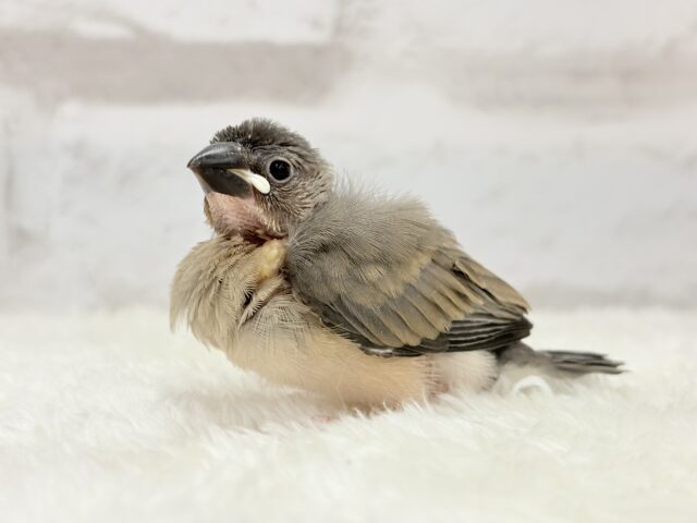 【動画更新🪄ひとり餌になりました☆】これから先の未来が楽しみ♬*° 桜文鳥 ヒナ 桜文鳥