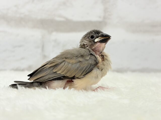 【動画更新🪄ひとり餌になりました☆】これから先の未来が楽しみ♬*° 桜文鳥 ヒナ 桜文鳥