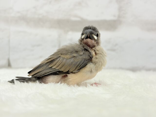 【動画更新🪄ひとり餌になりました☆】これから先の未来が楽しみ♬*° 桜文鳥 ヒナ 桜文鳥