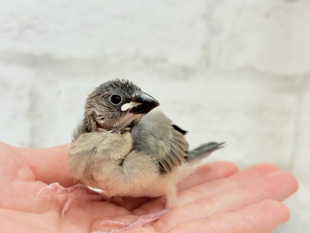 【動画更新🪄ひとり餌になりました☆】これから先の未来が楽しみ♬*° 桜文鳥 ヒナ 桜文鳥
