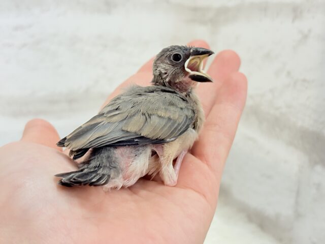 【動画更新🪄ひとり餌になりました☆】これから先の未来が楽しみ♬*° 桜文鳥 ヒナ 桜文鳥
