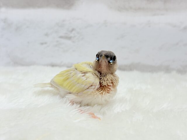 コキンチョウ