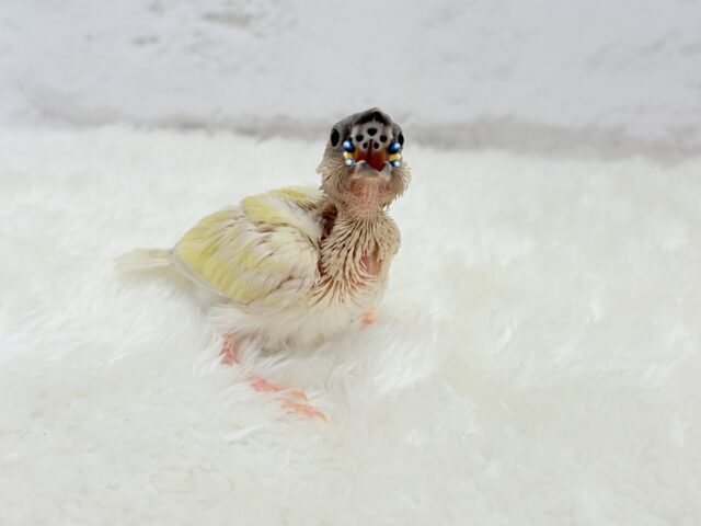 コキンチョウ