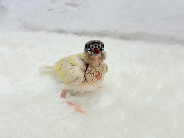 コキンチョウ