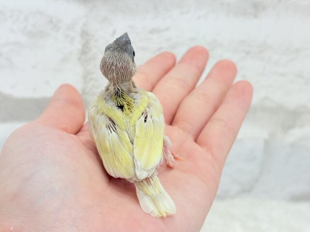 コキンチョウ
