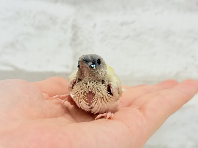 コキンチョウ