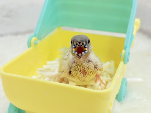 コキンチョウ