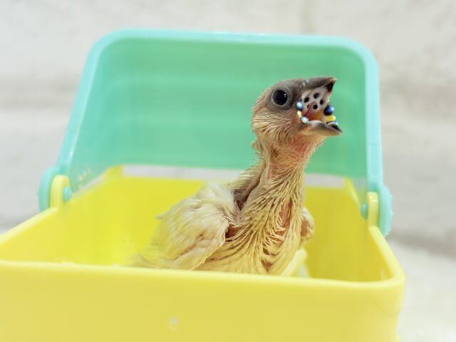 コキンチョウ