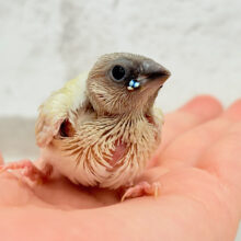 口元にキラリと光る宝石さん💎.*コキンチョウ(イエロー) ヒナ