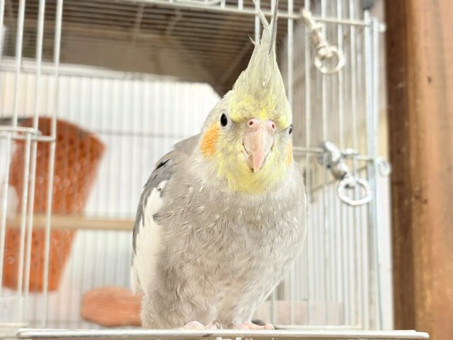 オカメインコ