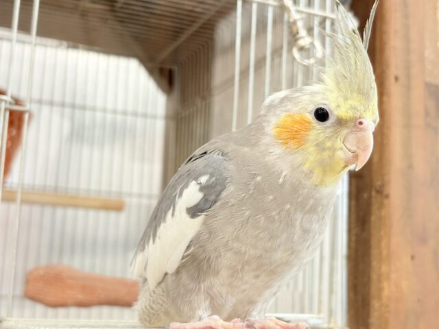 オカメインコ