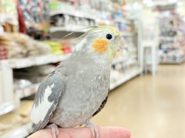 オカメインコ