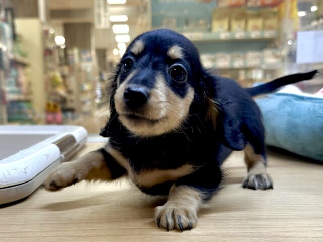 カニンヘンダックス