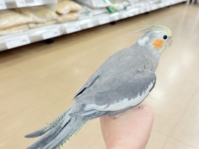 オカメインコ
