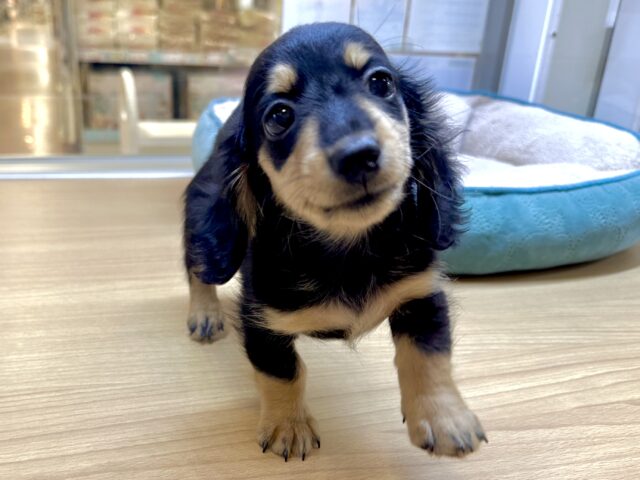 カニンヘンダックス