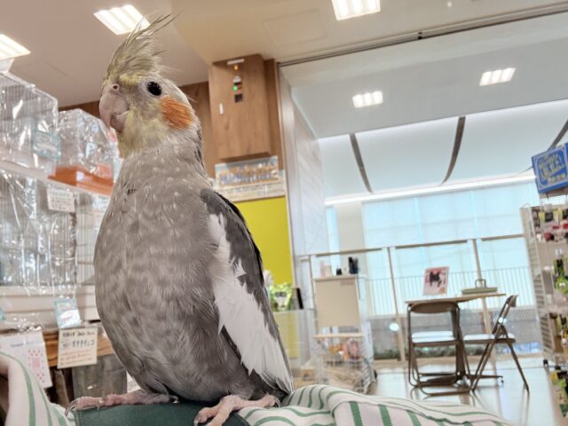 オカメインコ