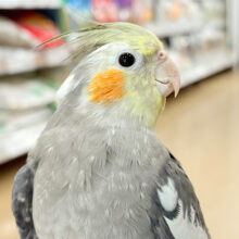 自己主張はしっかりめ◎オカメインコ(ノーマル)