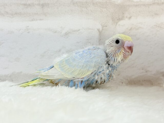 ヒナ界のアイドル🐣🪇セキセイインコ(パステルレインボー) ヒナ セキセイインコ