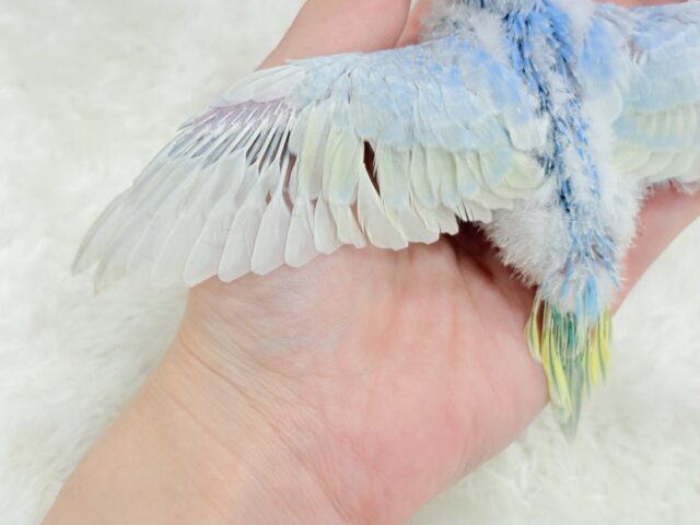 ヒナ界のアイドル🐣🪇セキセイインコ(パステルレインボー) ヒナ セキセイインコ