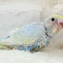 ヒナ界のアイドル🐣🪇セキセイインコ(パステルレインボー) ヒナ