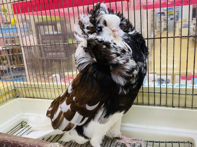 ジャコビンバト