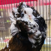 最新画像有ります❗️ジャコビン鳩再び！アレクサンダー様ご降臨✨