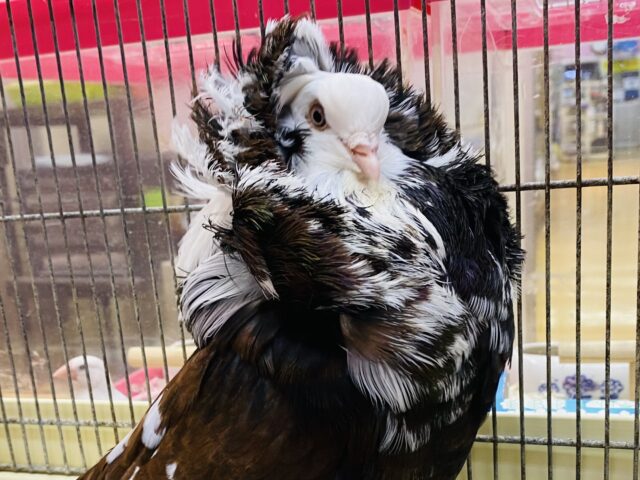 最新画像有ります❗️ジャコビン鳩再び！アレクサンダー様ご降臨✨