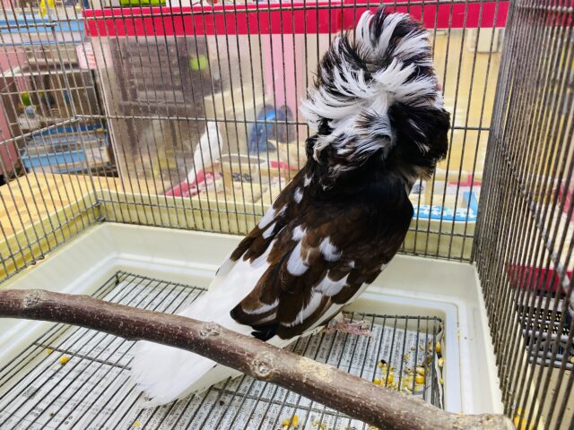 ジャコビンバト