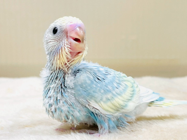 おめめきらきら🫧セキセイインコ(パステルレインボースパングル) ヒナ