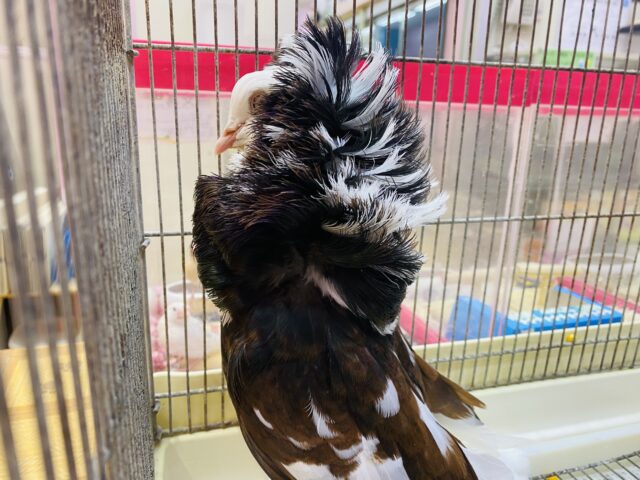 ジャコビンバト