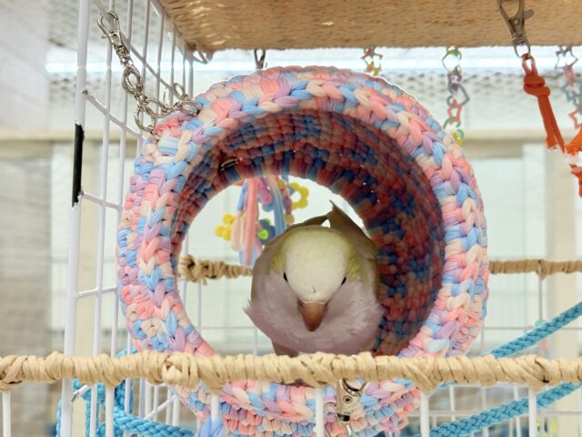 デレた瞬間の爆発的可愛さ💣❤️🔥オキナインコ(アクアブルーパリドイノ) オキナインコ