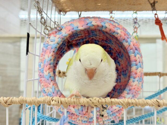 デレた瞬間の爆発的可愛さ💣❤️🔥オキナインコ(アクアブルーパリドイノ) オキナインコ