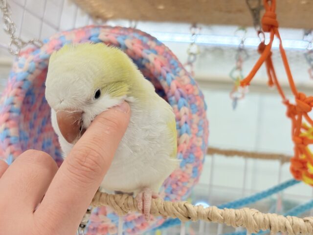 デレた瞬間の爆発的可愛さ💣❤️🔥オキナインコ(アクアブルーパリドイノ) オキナインコ