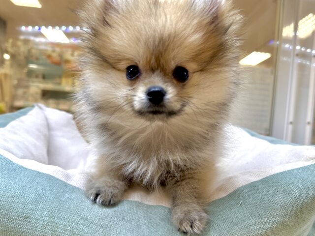 ポメラニアン