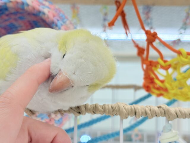 デレた瞬間の爆発的可愛さ💣❤️🔥オキナインコ(アクアブルーパリドイノ) オキナインコ
