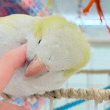 デレた瞬間の爆発的可愛さ💣❤️‍🔥オキナインコ(アクアブルーパリドイノ)